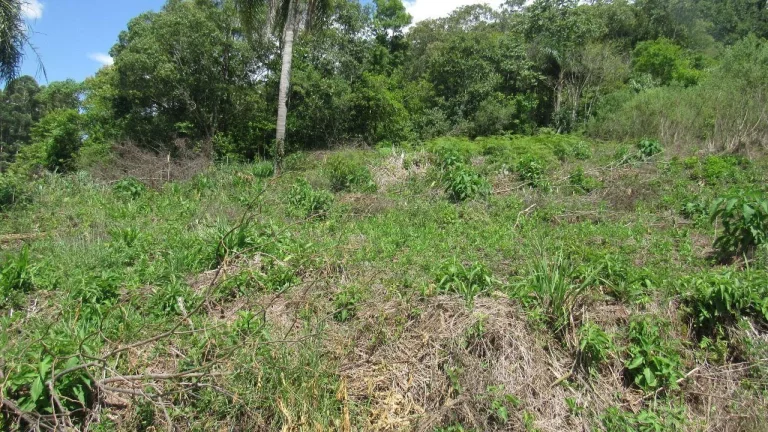 Imagem Terreno para Venda em Concórdia, Rural