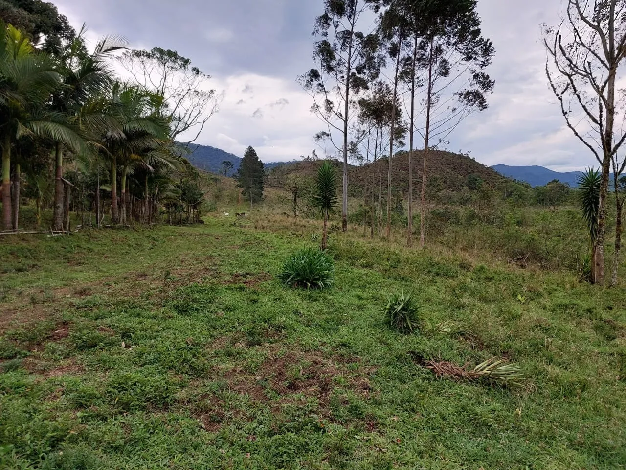 Foto do imóvel Terreno à venda 1605M², Goiabal, Pindamonhangaba - SP
