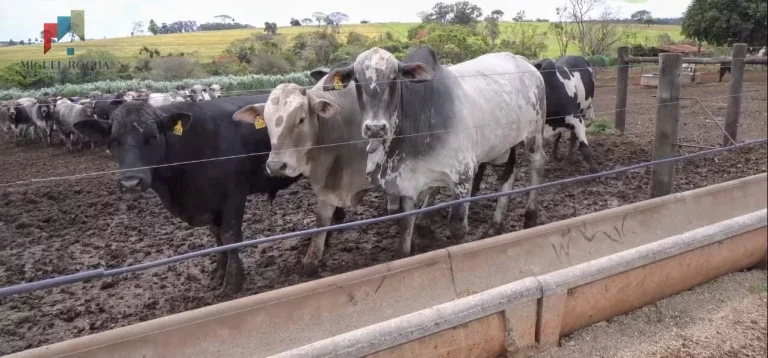 Imagem Fazenda á venda em Avaré SP