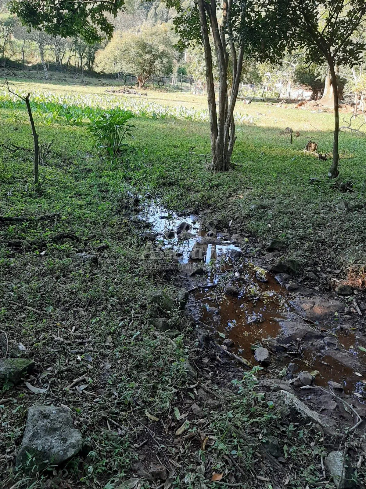 Imagem Área de 10 hectares para venda em São Francisco de Paula