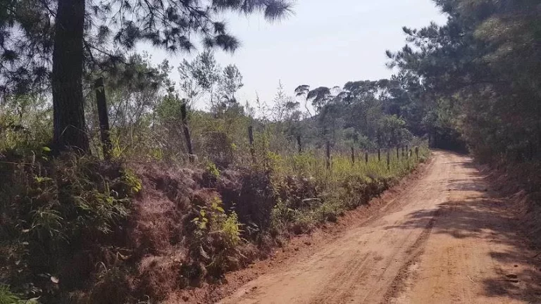 Imagem Área Rural 5 Alqueires - 3 Barras de Cima - Bateias!