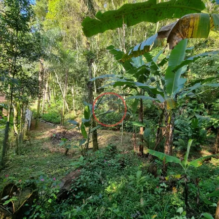 Imagem Lindo terreno na Beira Rio, com 1500 mt com patamar e area de preservaçao.