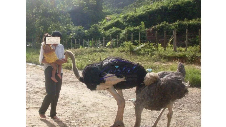 Imagem Excelente Sítio em Juquiá!
