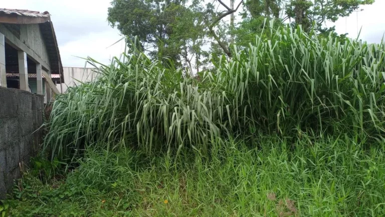 Imagem TERRENO, 592M², BALNEÁRIO DAS PALMEIRAS