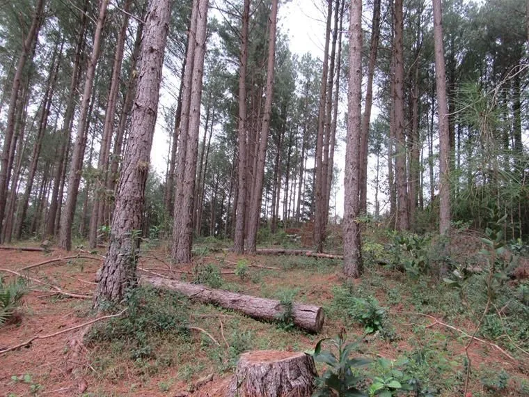 Imagem Área 53851,44 m² no Beco da Paixão Bairro Lomba do Pinheiro