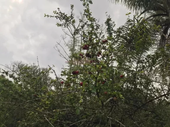 Imagem Chacara a venda dentro da cidade