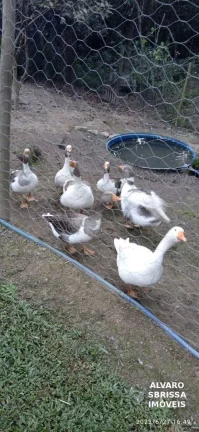 Imagem Ótima chácara na zona rural de itu em um condomínio fechado Itu/SP