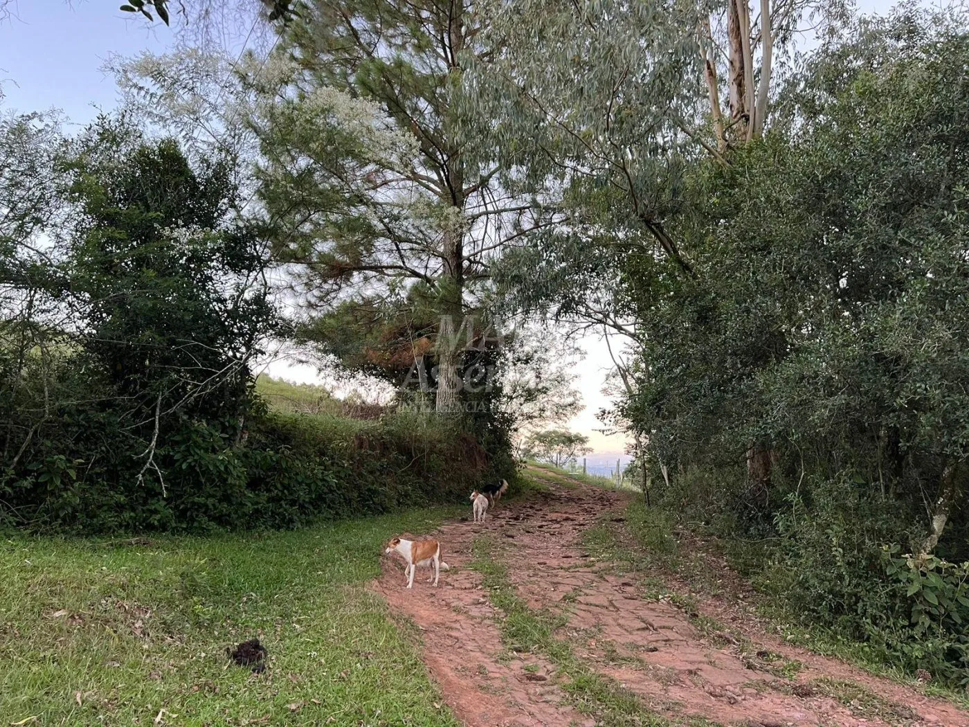 Imagem Chácara de 10 hectares para venda em Lomba Grande, Novo Hamburgo