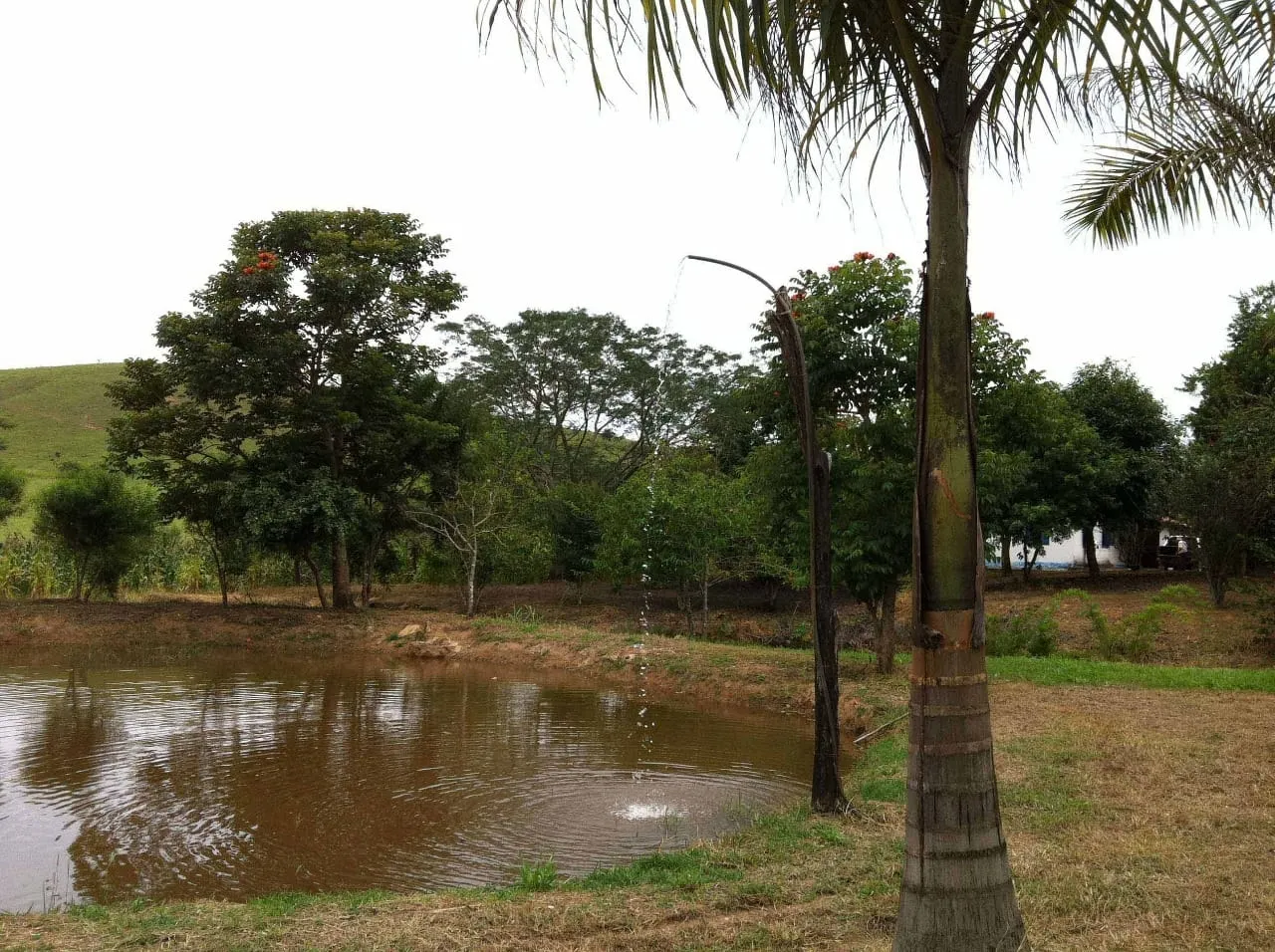 Imagem FAZENDA COMPLETA E ESTRUTURADA PARA PECUÁRIA - 105,5 ALQUEIRES