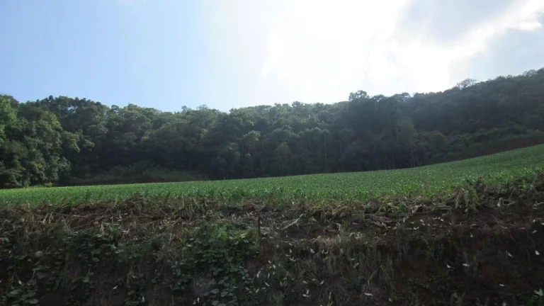 Imagem Área Agrícola para Venda em Peritiba, Lageado Mirim