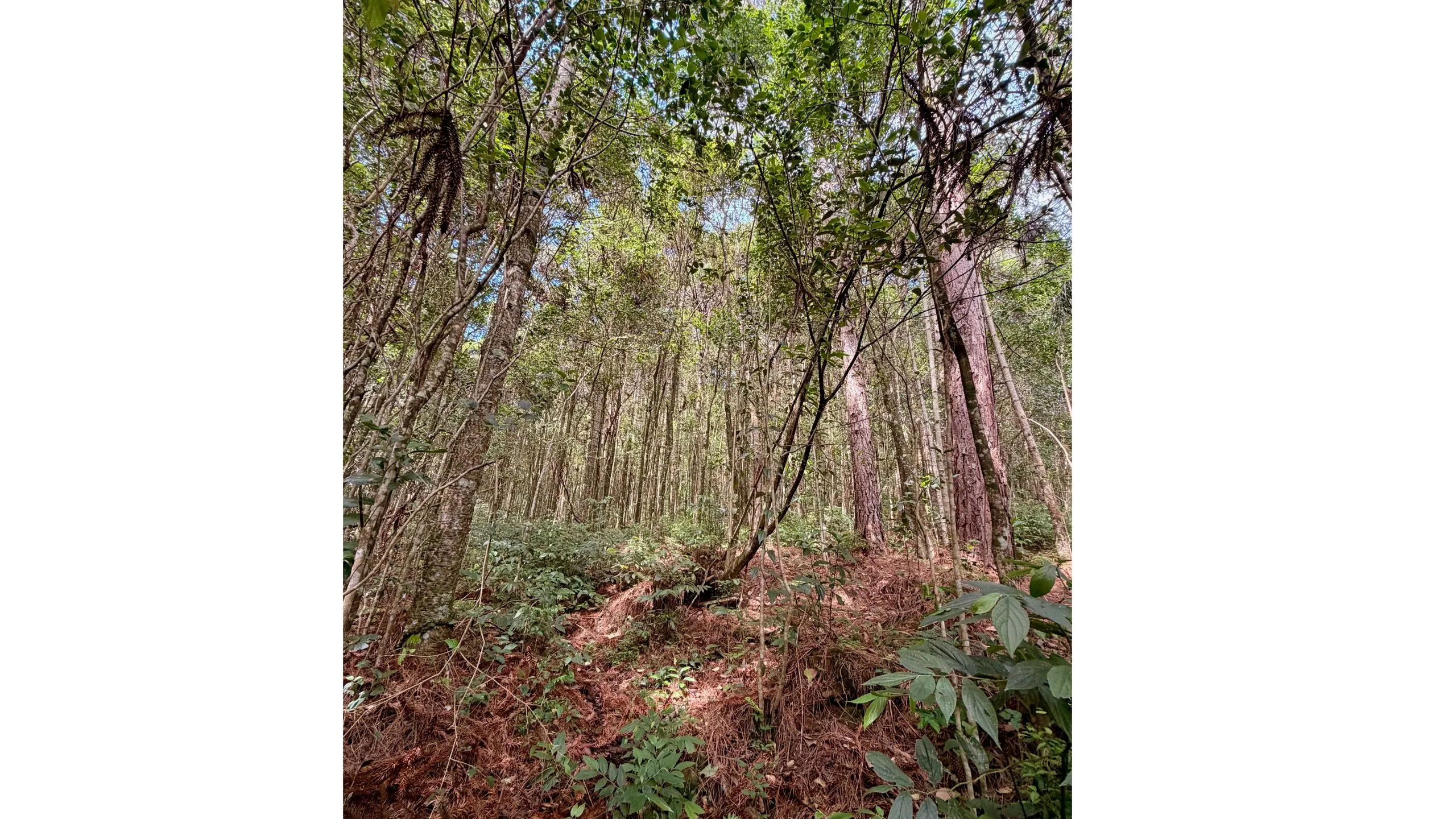 Chácara à venda em Caxias do Sul, Centro, 20000m2