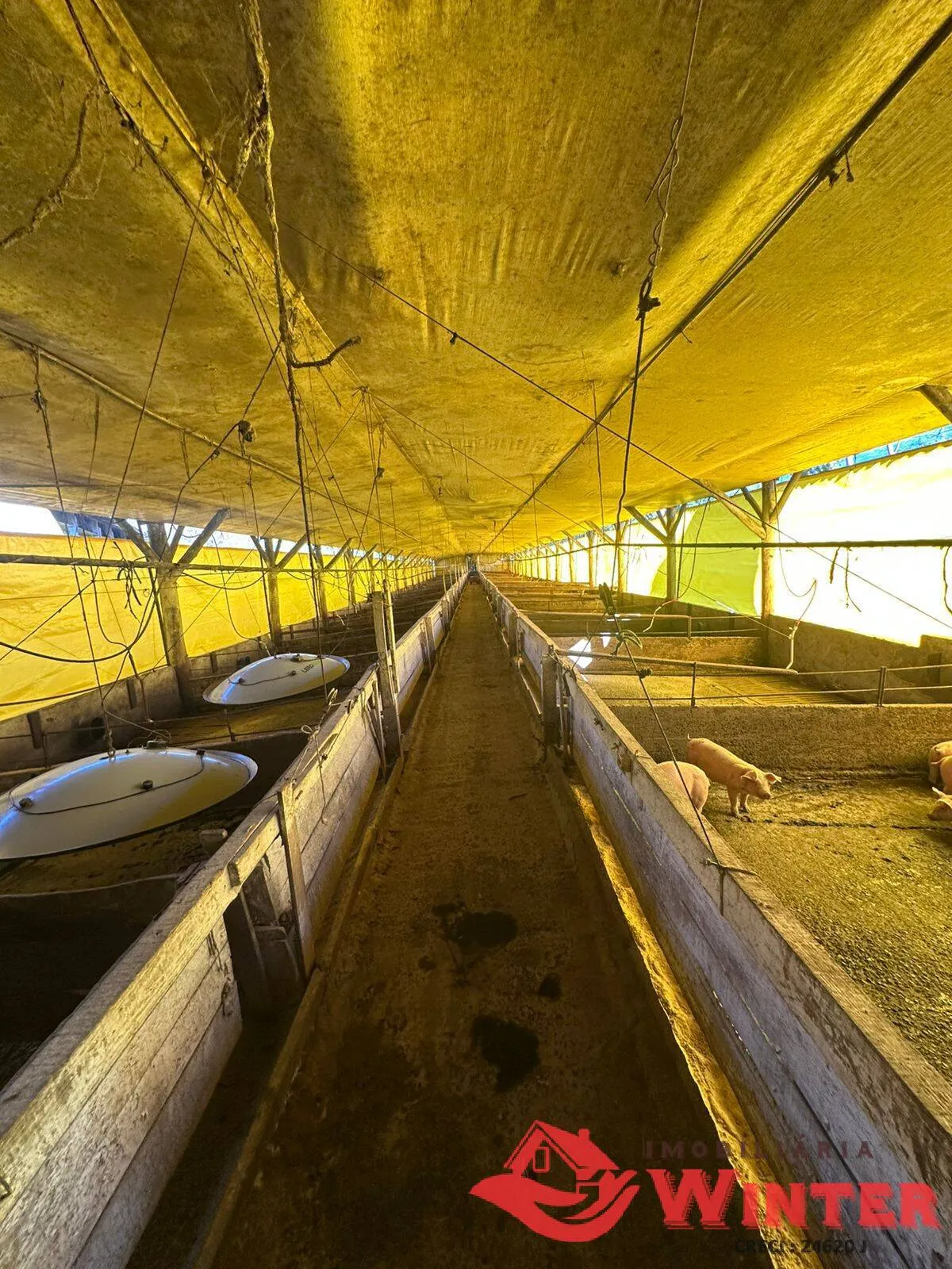 Imagem Área de terras de 2,5 hectares com chiqueiro em Bananal, Feliz.