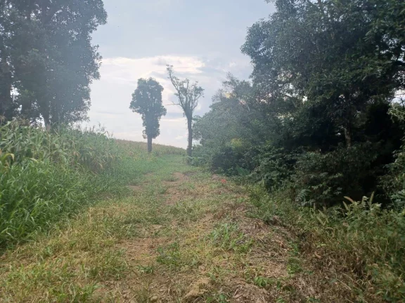 Imagem Área Agrícola para Venda em Irani, Interior