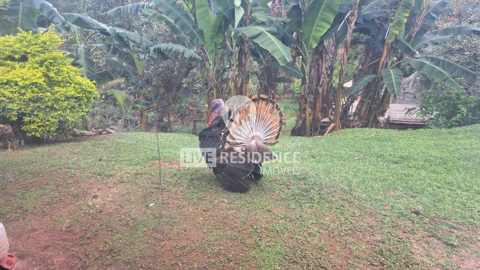 Imagem Chácara a venda no bairro Recanto dos Pássaros