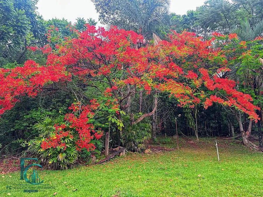 Imagem Sua Chácara em Meio à Natureza, a Apenas 30 Min de Goiânia.