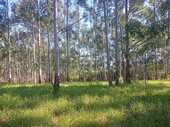 Imagem Excelente Área para Investimento - 29 Hectares, Pimenta, Viamão/RS