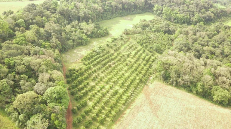 Imagem Área Agrícola para Venda em Concórdia, Rural