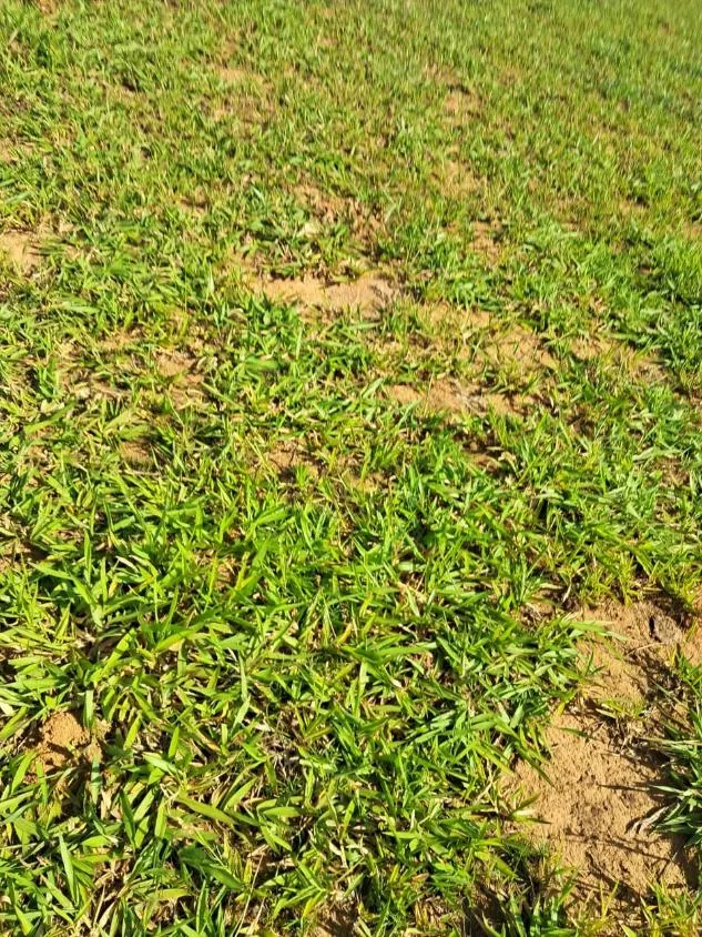 Imagem Terreno à Venda entre Oliveira e Morro do Ferro: 33 Hectares com Topografia Plana