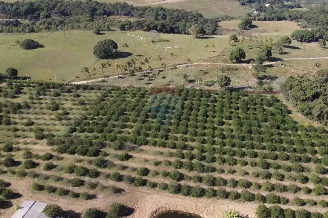 Imagem Sítio Fantástico com produção de Limão