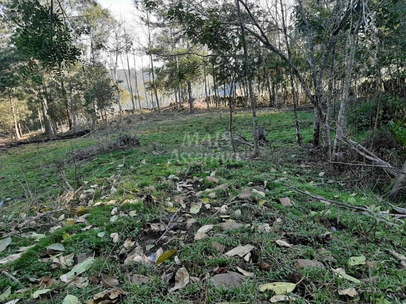 Imagem Área de 10 hectares para venda em São Francisco de Paula