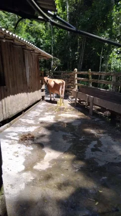 Imagem Vendo sítio/ Chácara, 12 Hectares em Alfredo Wagner SC.