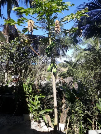 Imagem Casa a VENDA com Chácara de 849m², no Centro de SJBatista, a VENDA, Casa com chácara no centro de São João Batista. Ótima chácara no centro de SJBati