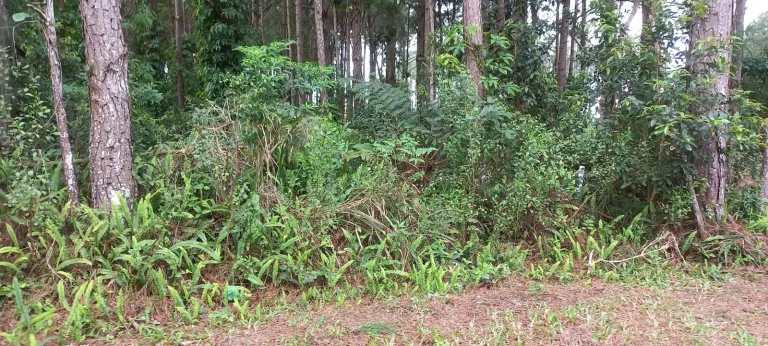 Imagem Terreno em Ambrósio, Garopaba-SC: localização ideal, infraestrutura completa e escritura pública!