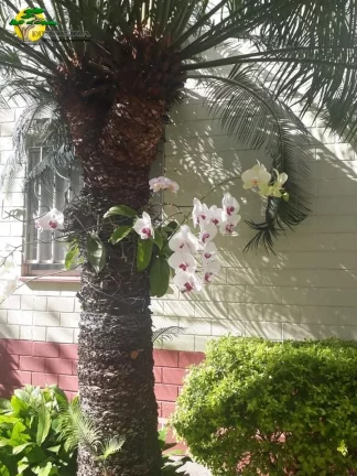 Imagem APARTAMENTO PARA VENDA NO LAUZANE PAULISTA