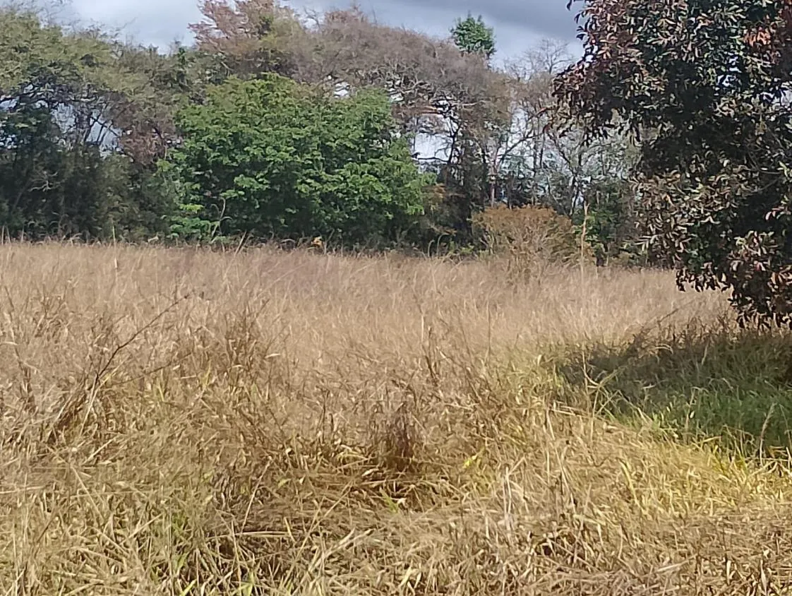 Imagem Vendo um excelente sítio em Piedade dos Gerais/MG, com 5,6 hectares (56.000 m²)