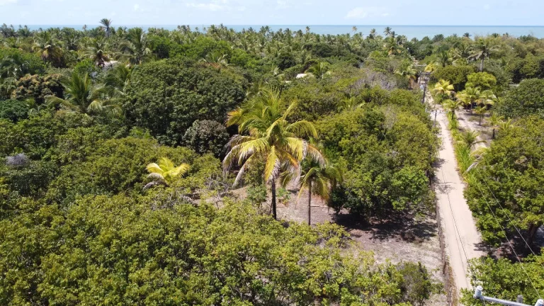 Imagem Glebas na Ponta da Baleia