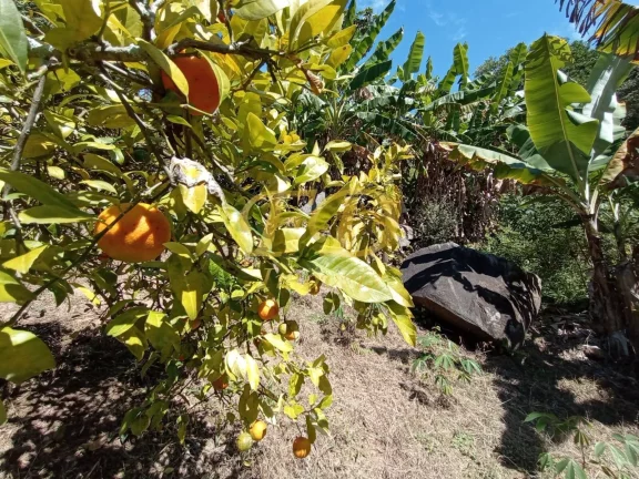 Imagem Sítio em Mairiporã