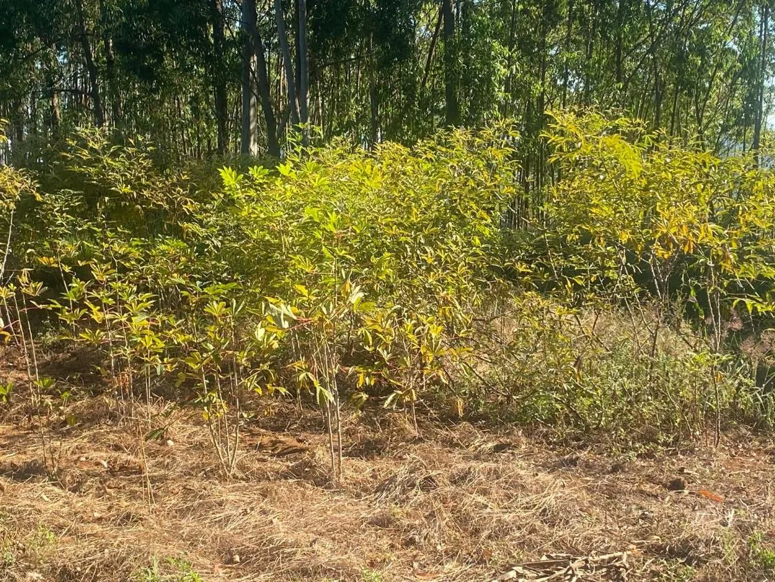 Imagem Linda fazendinha à venda em Capitólio/MG 31 hectares de terra