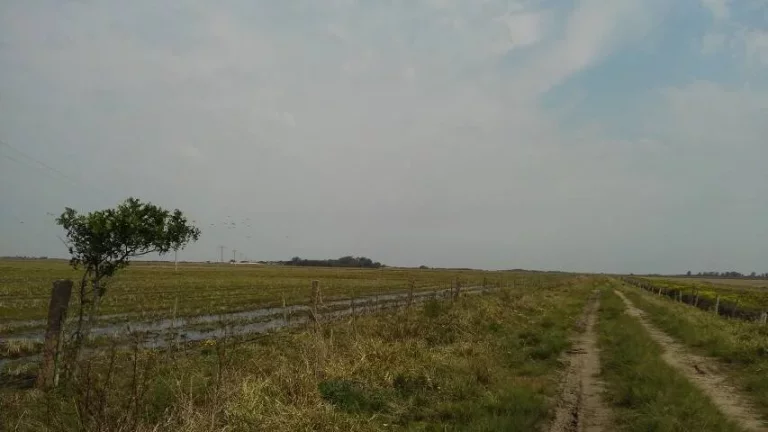 Imagem Fazenda à Venda – 194 Hectares – Viamão/RS