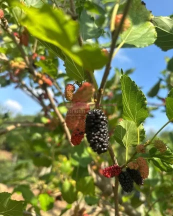 Imagem Chácara Linda Chácara a venda em Boituva interior de São Paulo