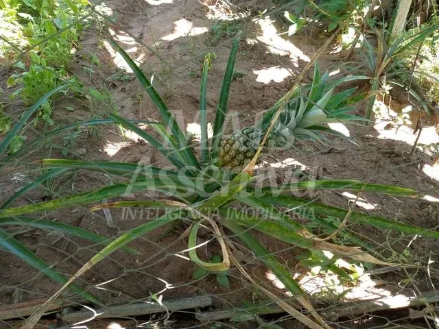 Imagem Sitio para venda de 2.400m² em São Sebastião do Cai/RS.