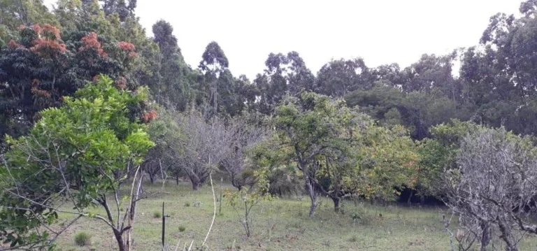 Imagem VISTA PARA A LAGOA!!! Sitio 7,6 Hectares, Piquetes, Casa, Açude, em Itapuã