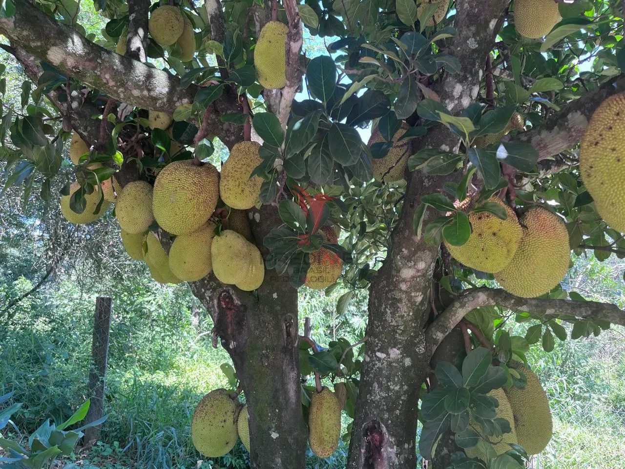 Imagem Sítio com 8.000 metros a venda em Araçariguama, no bairro Ella