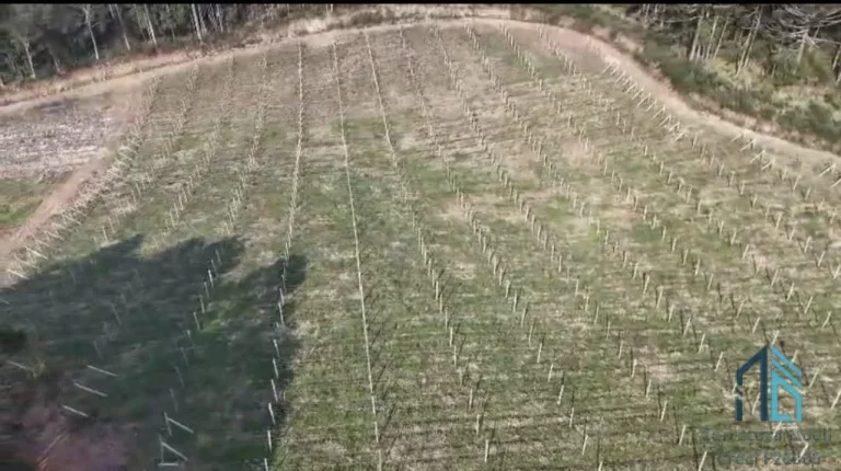 Imagem - Fazenda, Vinícola, Sítio, A VENDA, próximo ao centro de São Joaquim SC