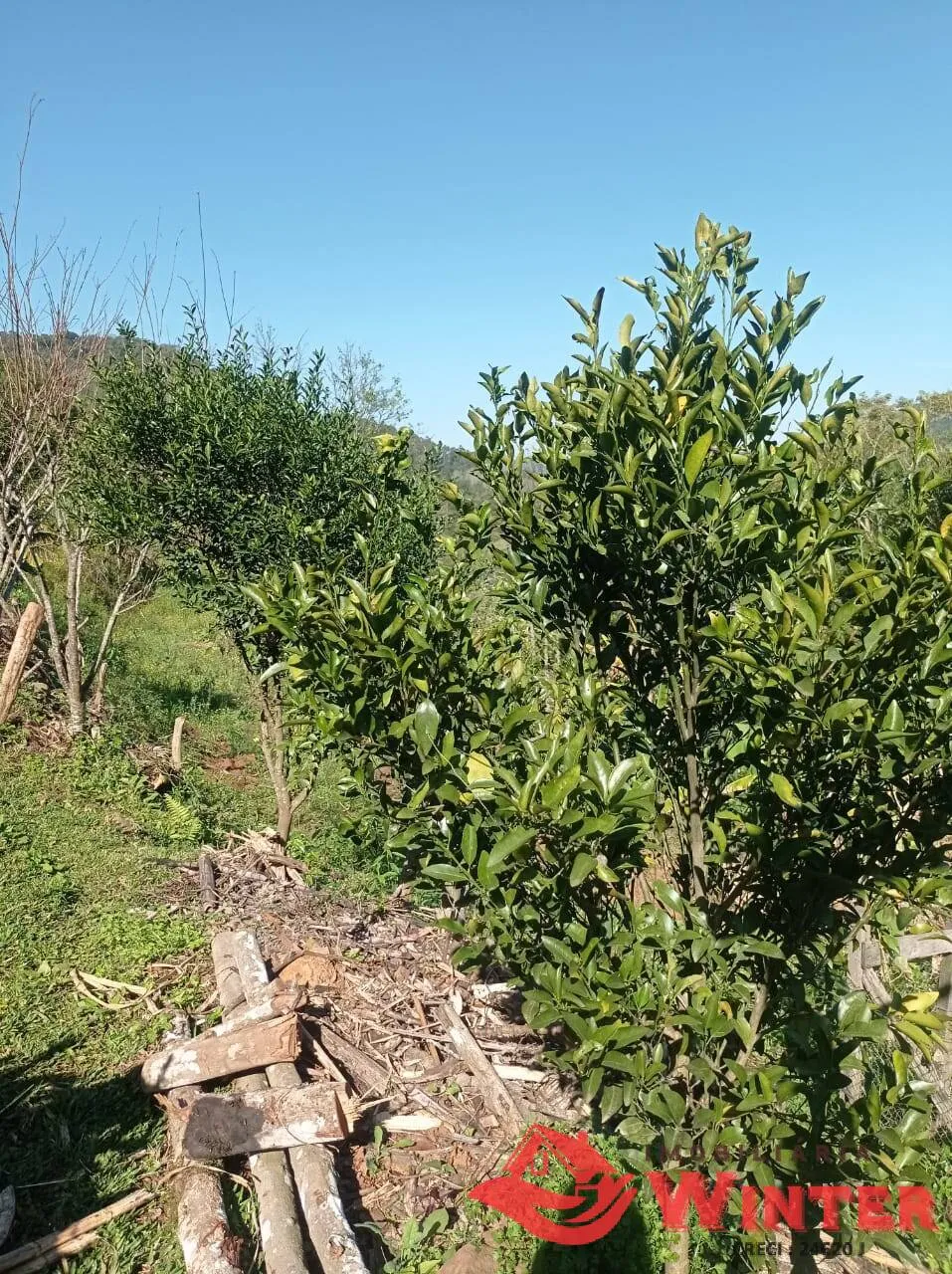 Imagem Chácara com 1,8hectares Canto Dewes, Alto Feliz.