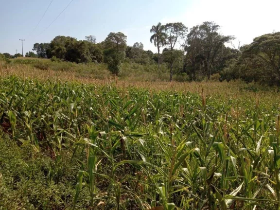 Imagem Sítio para Venda em Antônio Olinto, Cantagalo, 3 dormitórios, 1 banheiro