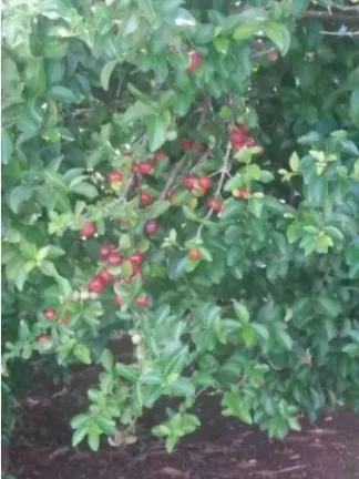 Imagem Chácara Atibaia Aceita Permuta Apto Zona Norte SP!