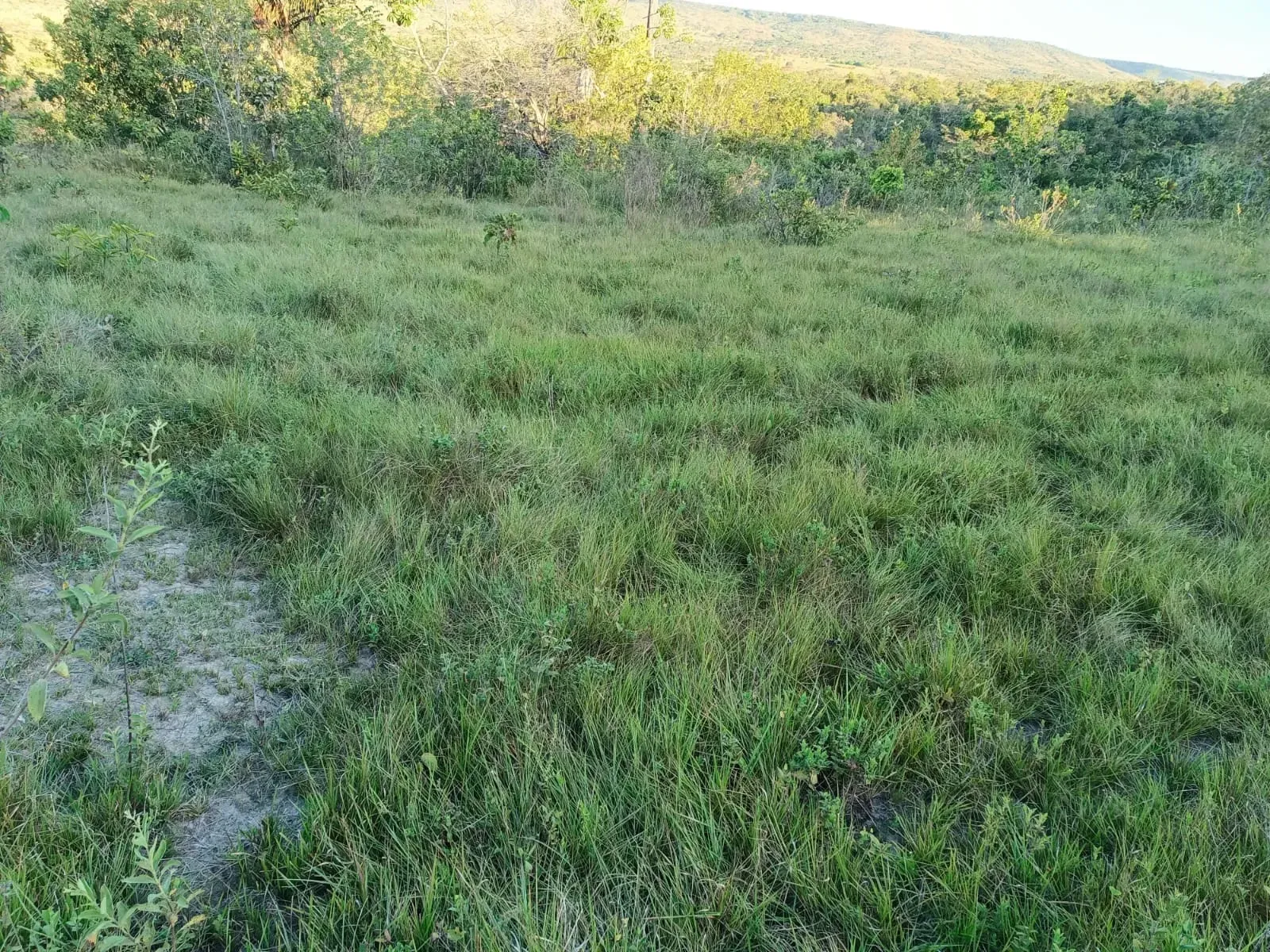 Imagem Fazenda à Venda, 247 HA em Samambaia Sul - Brasília