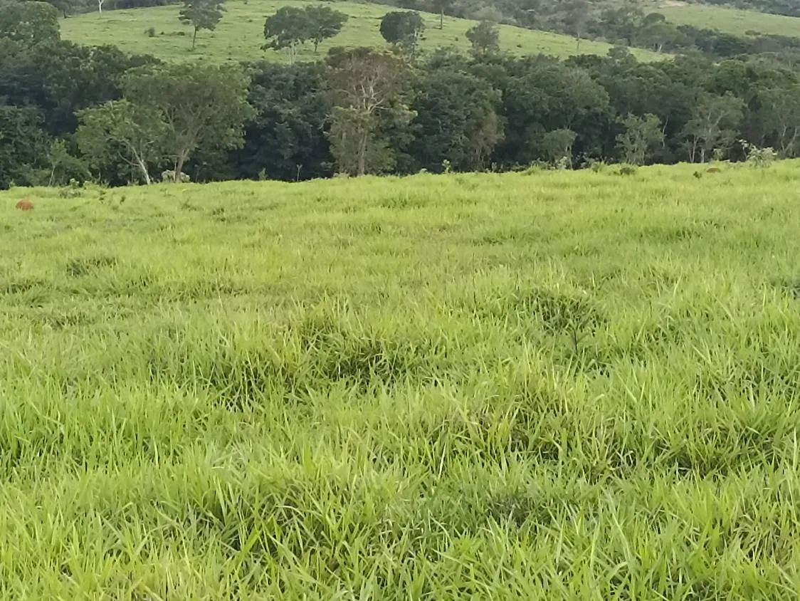 Imagem Terreno a venda de 24,3 hectares às margens do Rio Picão