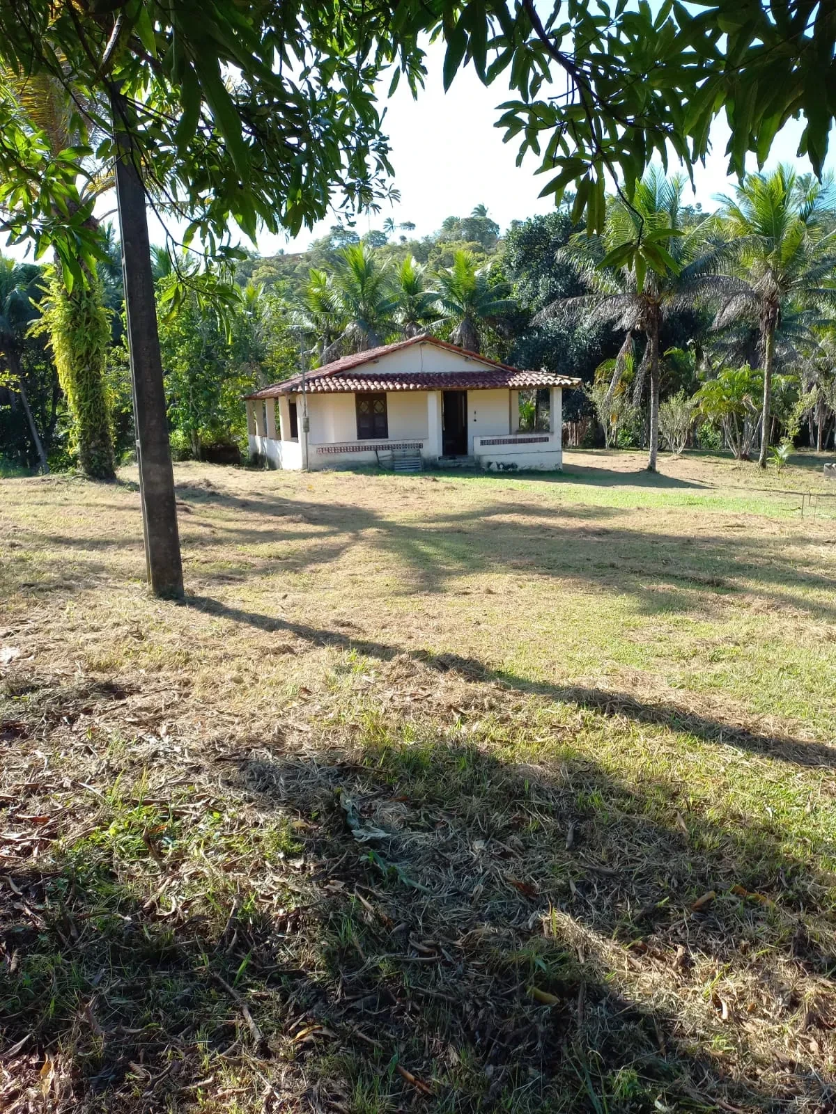 Imagem Fazenda à Venda, 18 HA em Jaguaripe - Jaguaripe