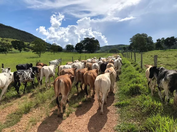 Imagem Fazenda à venda em Cocalzinho de Goiás/GO