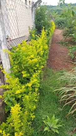 Imagem TERRENO JARDIM CANANÉIA