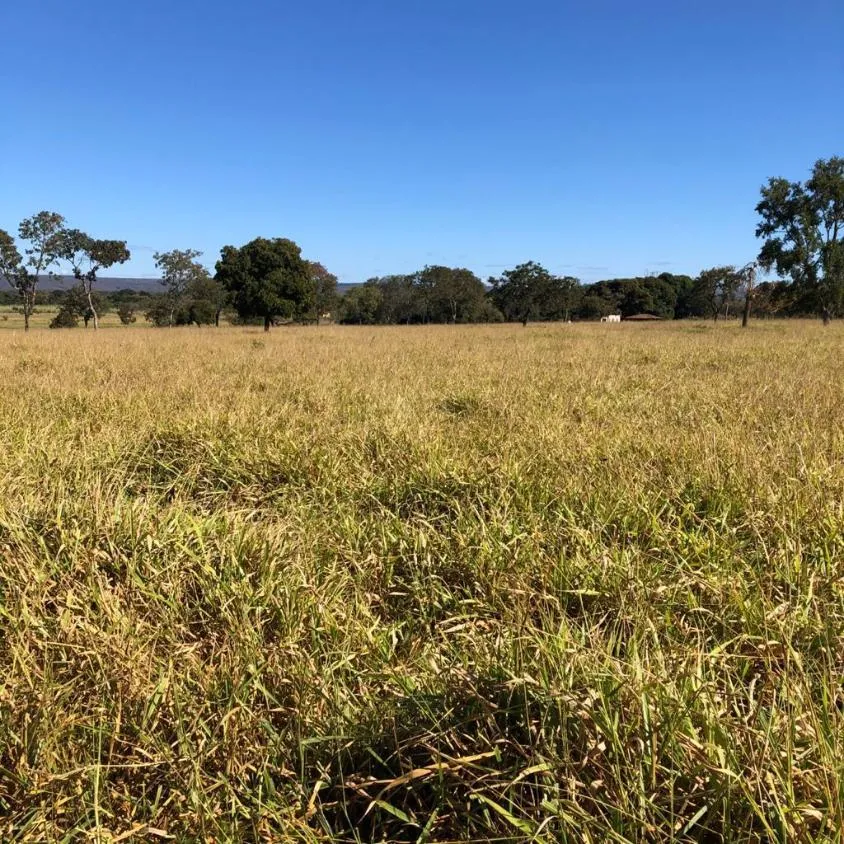 Imagem FAZENDA À VENDA - VÁRZEA DA PALMA (MG) 313 hectares de área total