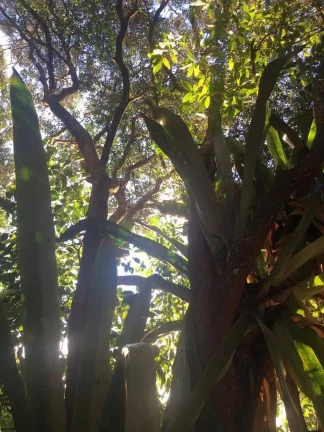 Imagem JACUMÃ