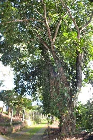 Imagem CHÁCARA -CONDOMÍNIO ITAEMBU- ITATIBA