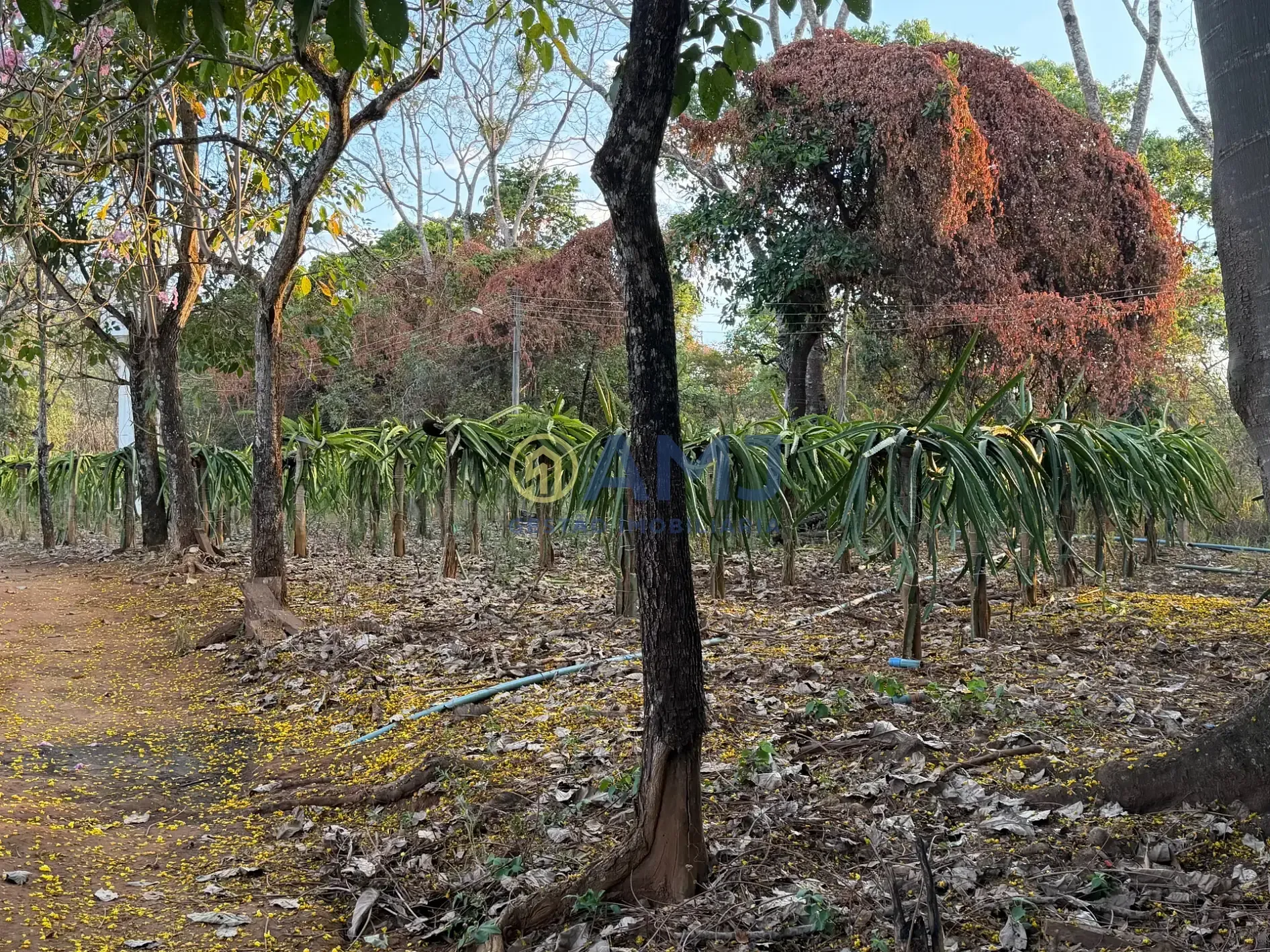 Imagem DUAS CHÁCARAS VIZINHAS À VENDA | HIDROLÂNDIA/GO